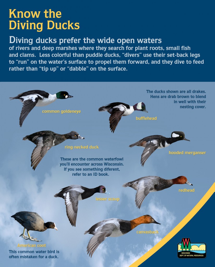 Duck ID Panels Wisconsin Waterfowl Association