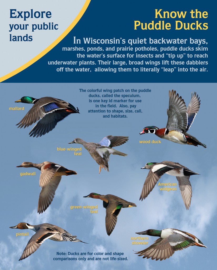 Duck ID Panels Wisconsin Waterfowl Association