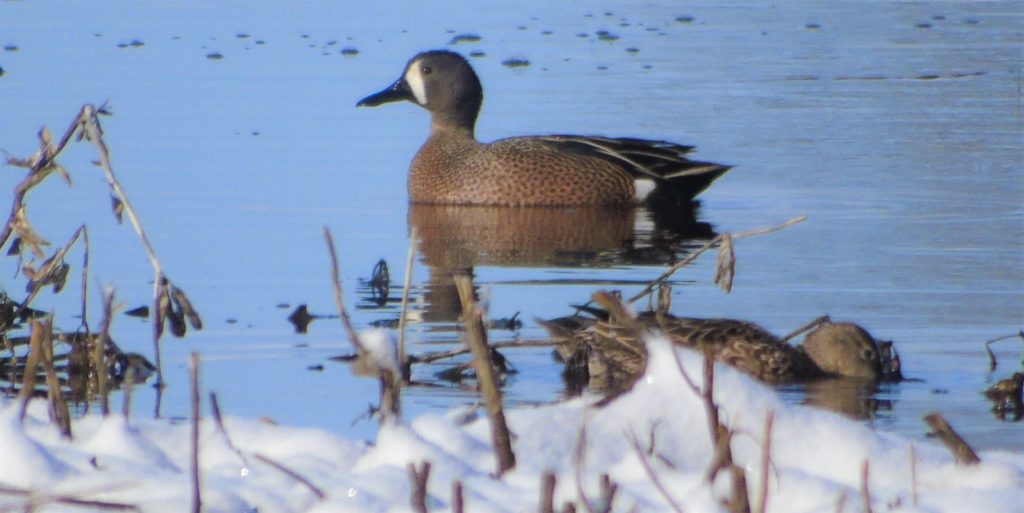 DSC03514 Wisconsin Waterfowl Association