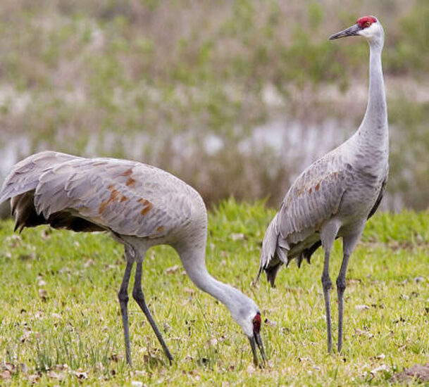 Sandhill Crane Hunt in Wisconsin? Part VI: Hunting Legislation Status ...