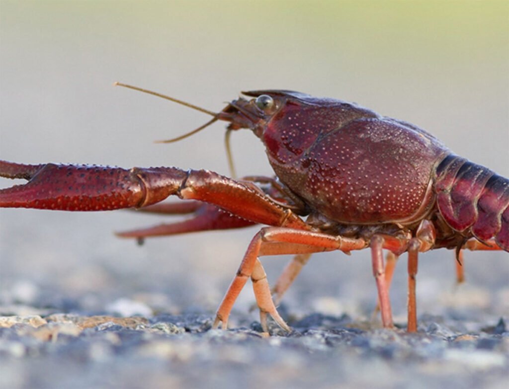 Crayfish