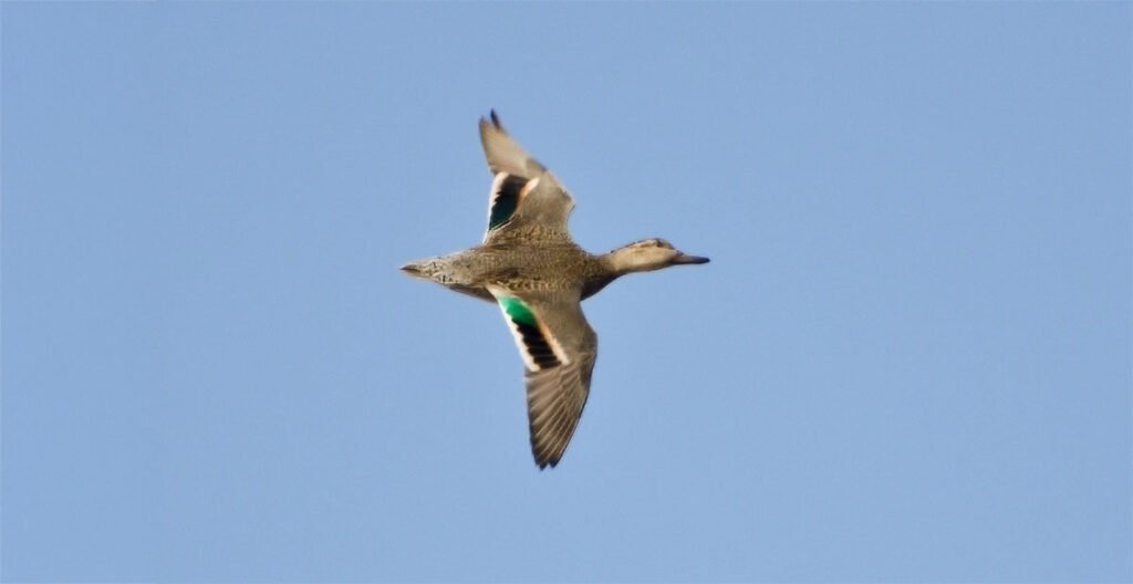 Duck Flying
