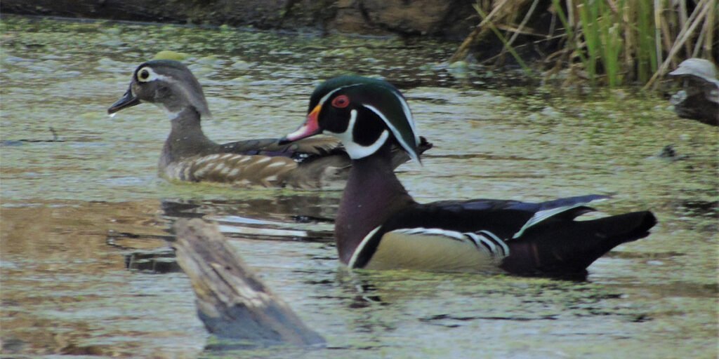 Wood Duck