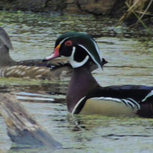 Wood Duck