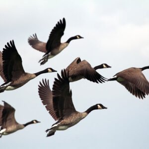 Hunting Geese