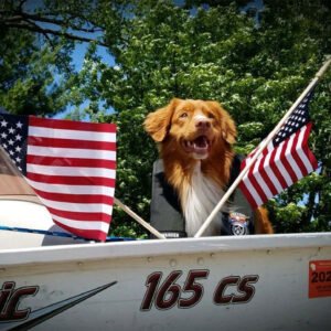 Patriotic Dog