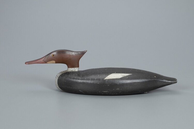 John Dawson Merganser Hen