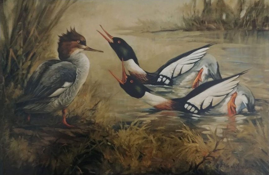 Koelpin Sr.s merganser painting, “Lucky Lady”