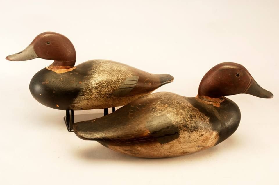 Doge Canvasback Drake