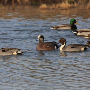 waterfowlers academy