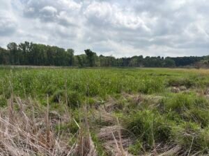 The project shown post-treatment burn